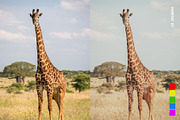 25 Safari Lightroom Presets LUTs, a Preset Add-On by SparkleStock (Thumbnail 10 of 15)