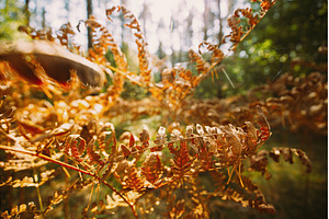 Dry Fern Fronds in Autumn Golden, a Nature Photo by Our Amazing World