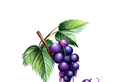 Set culinary fruits part 2, an Object Graphic by Dneprstock (Thumbnail 2 of 3)
