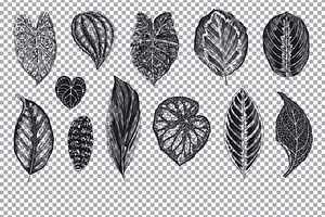 Exotic Leaves. B & W