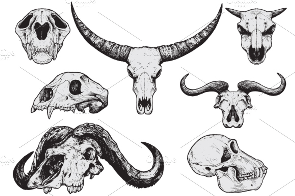 ANIMAL SKULLS - Hand Drawn, an Animal Illustration by BusOne (Photo 1 of 2)