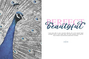 Cladessia, a Script Font by Ditatype (Thumbnail 4 of 8)