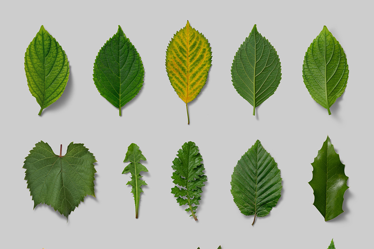 Nature Scene Generator, a Product Mockup by h3design (Photo 11 of 19)
