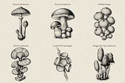 35 Mushrooms & Fungi–Engraved Vector, an Object Graphic by Gonez Studio (Thumbnail 5 of 13)