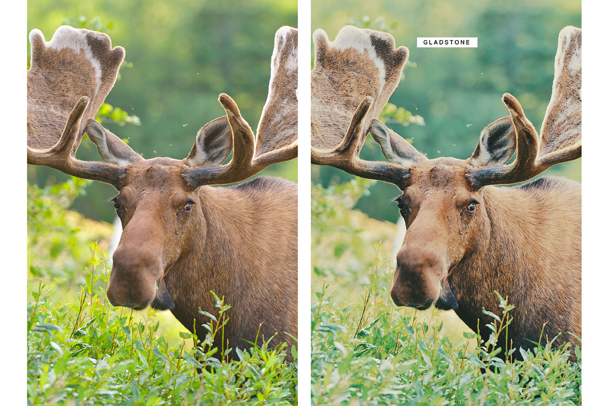 100 Film Lightroom Presets and LUTs, a Preset Add-On by SparkleStock (Photo 12 of 12)