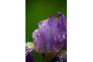 Close-up of a Vibrant Purple Iris, a Nature Photo by Rohan Photography