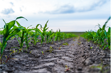 Low angle view of young corn