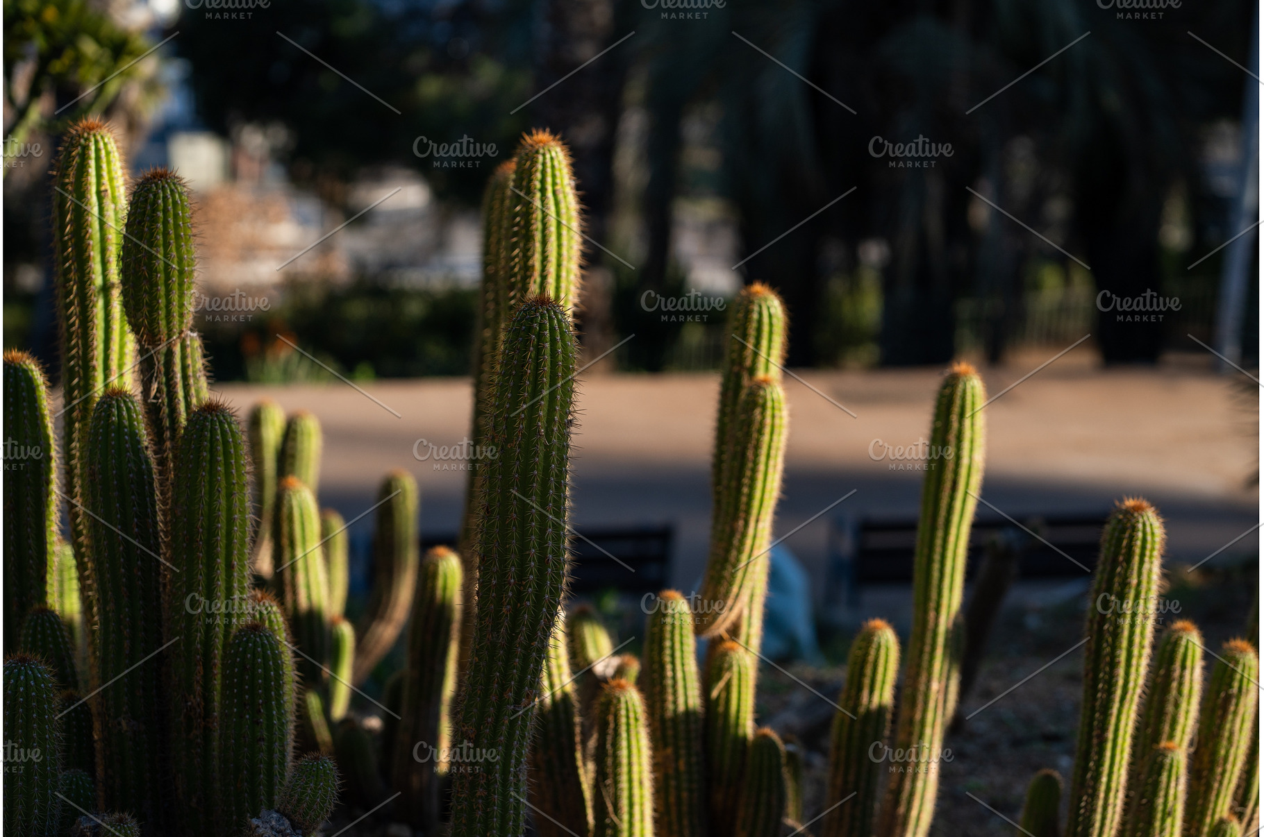 Green cactus plants thriving in warm, a Nature Photo by volodymyrshtun13795