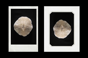Vintage Scan Borders And Textures⸻1, a Texture Graphic by Studio Viita (Thumbnail 4 of 8)