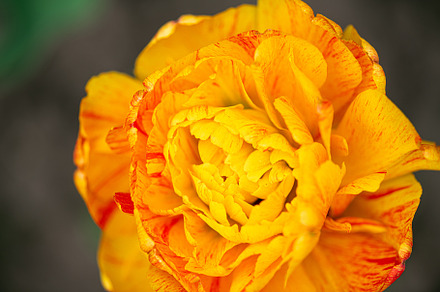 Yellow Tulip flower in garden, a Nature Photo by LanaSweet