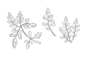 New Zealand Plants Vector Set