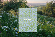 Hand-Painted Summer Backgrounds, a Background Graphic by Lana Elanor (Thumbnail 6 of 15)