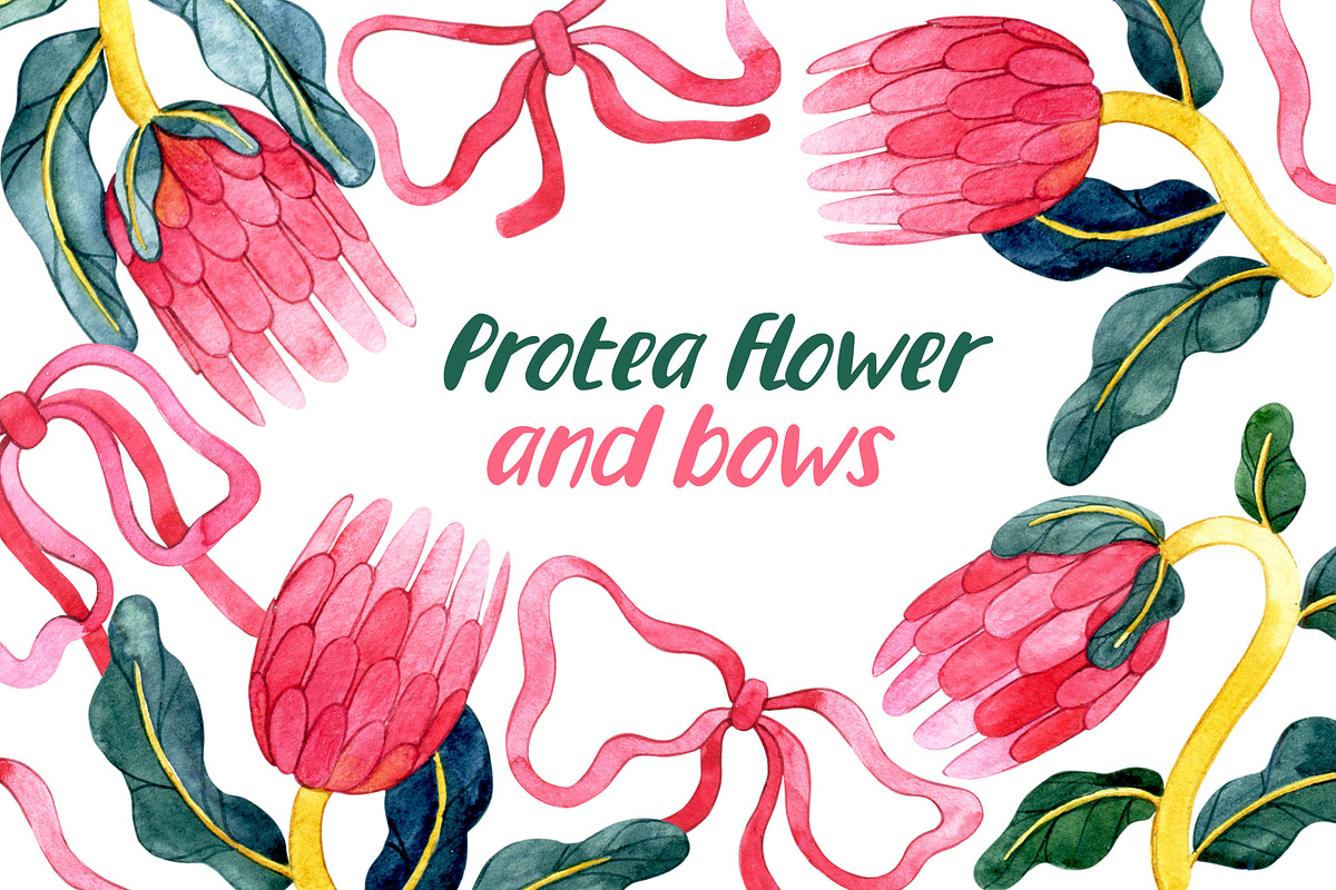 Protea flowers and bows, a Decorative Illustration by made by Tanya (Photo 1 of 4)