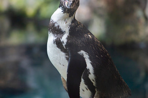 penguins walk in a crowd on the ice., a Photo by Pictures for you!!!!!!!!!