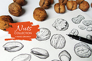 Nuts Set. Hand Drawn Illustrations, a Graphic by Epine (Thumbnail 1 of 3)