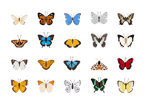 50 Butterfly Illustrations