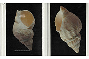 Album Plastic Pocket Mockup | PSD, a Books & Magazine Mockup by Studio Viita (Thumbnail 1 of 5)