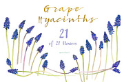 Grape Hyacinths_Blue Spring, an Illustration by watercolorwild.graphics (Thumbnail 4 of 8)