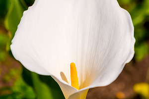 White Arum Lily, a Nature Photo by THP Creative
