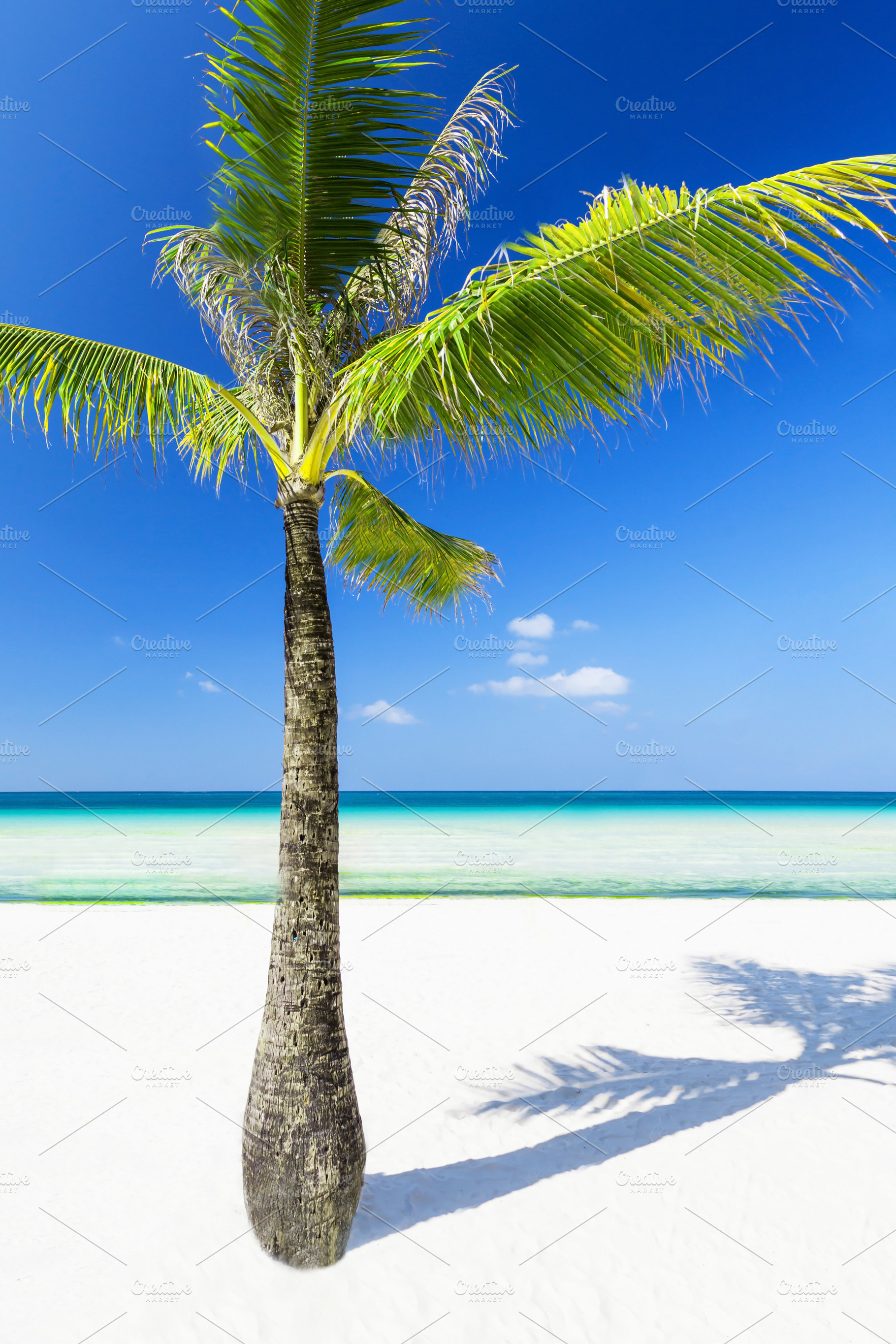 Palm on the beach, a Photo by saiko3p
