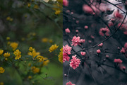 5 Dark tones presets for Lightroom, a Preset Add-On by Elijah (Thumbnail 16 of 16)