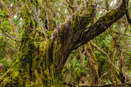 El Cedro, laurel forest in La Gomera