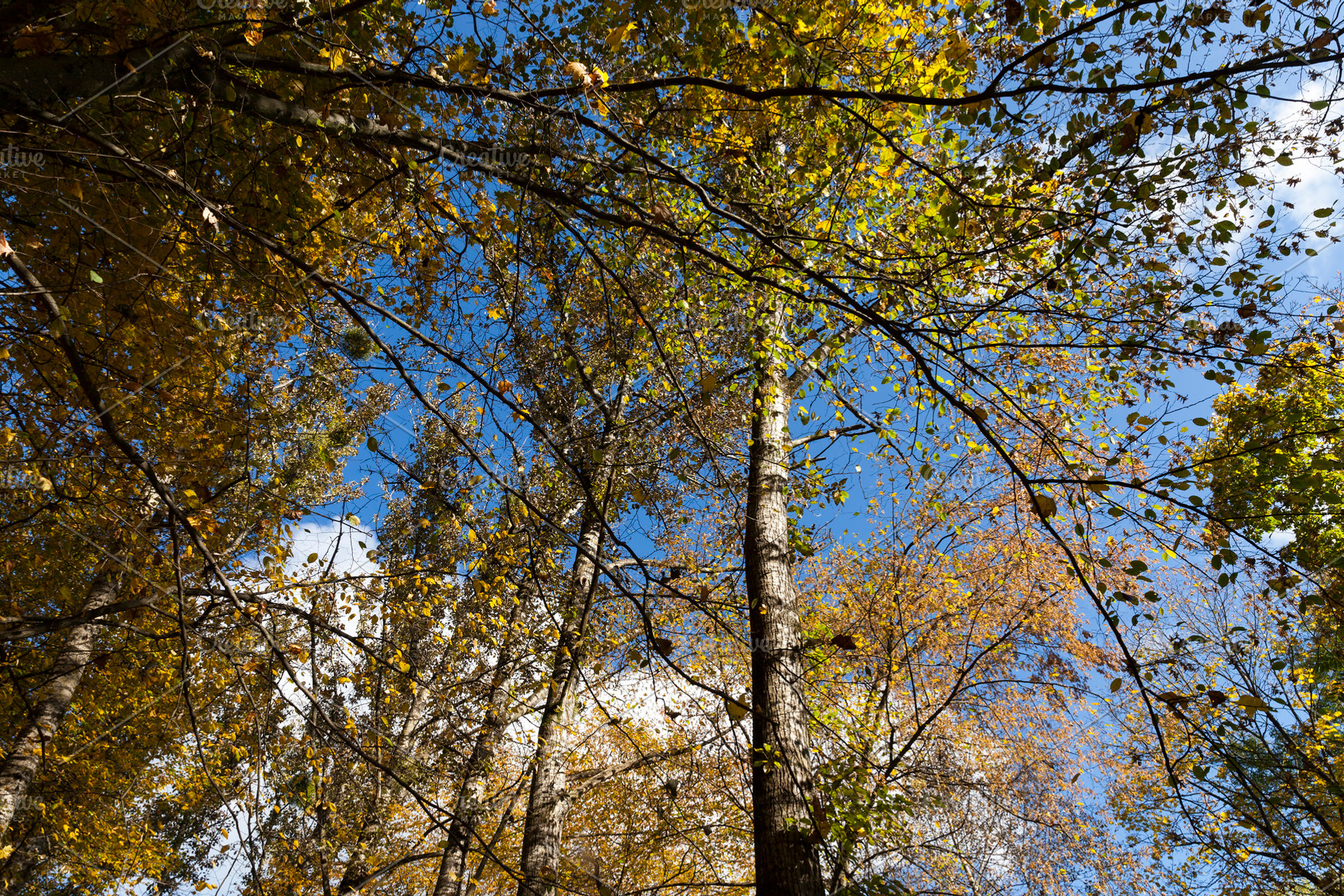 yellowed maple foliage on trees in the autumn season, a Photo by MyPhotos