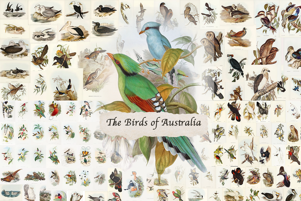 300+ The Birds of Australia, an Animal Illustration by Digital Museum (Photo 1 of 15)