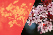 Pink Spring Flowers, a Texture Graphic by QueenDesigns (Thumbnail 5 of 6)