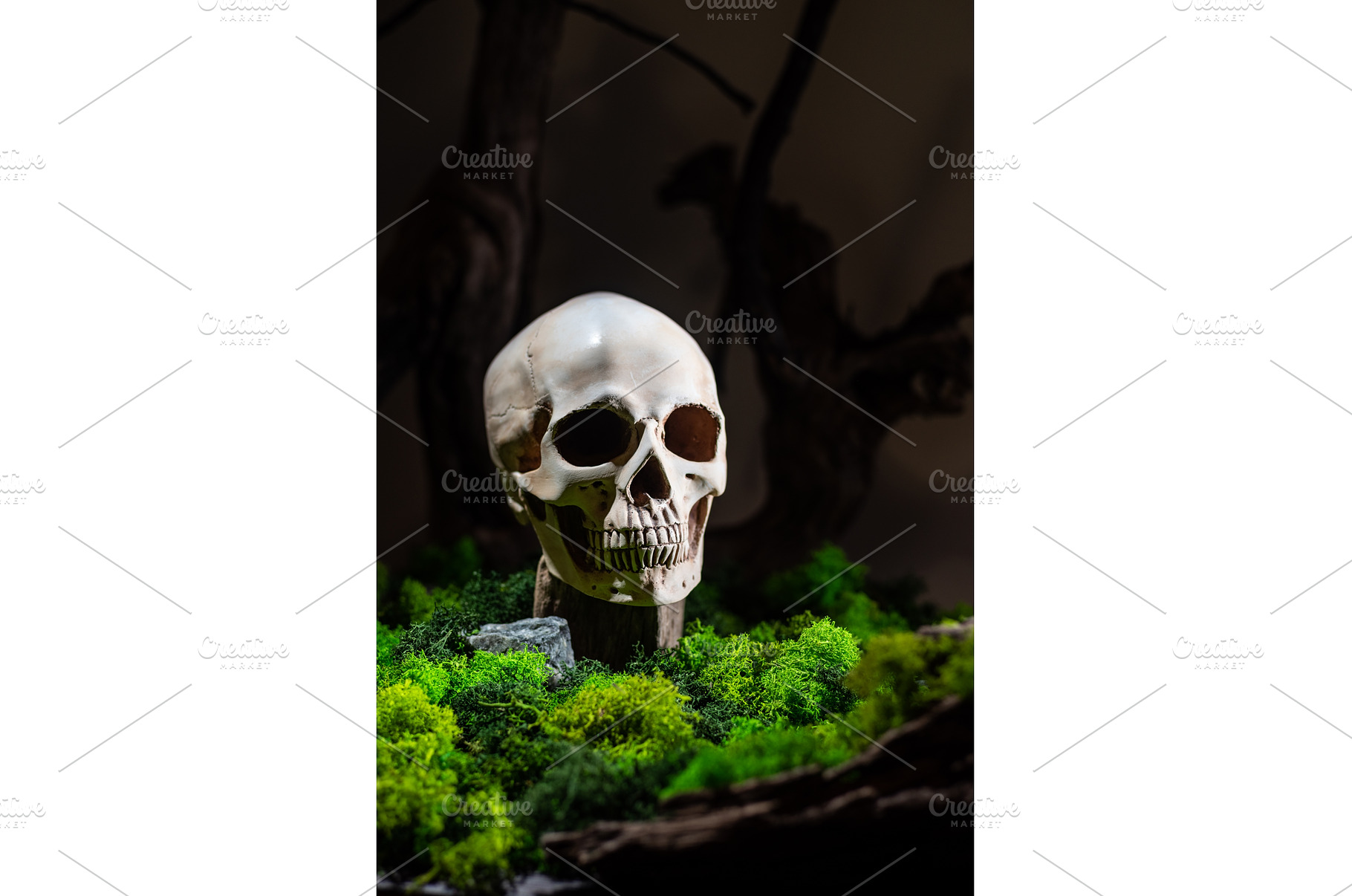 Skull in the forest. Skull on moss, a Background Photo by Stockphoto by vzwer