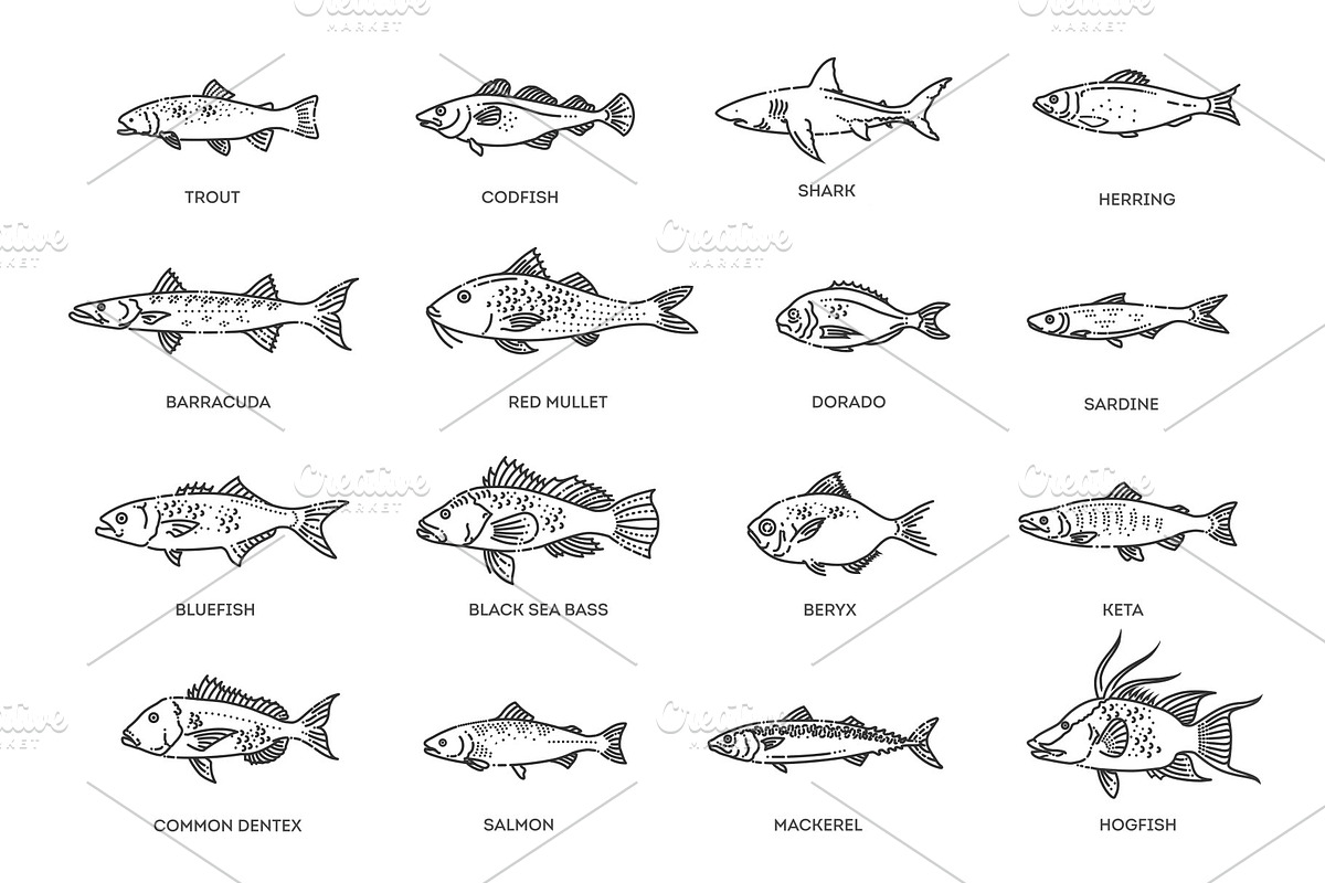 Saltwater Fish Set, an Outline Icon by Tettygreen (Photo 2 of 2)