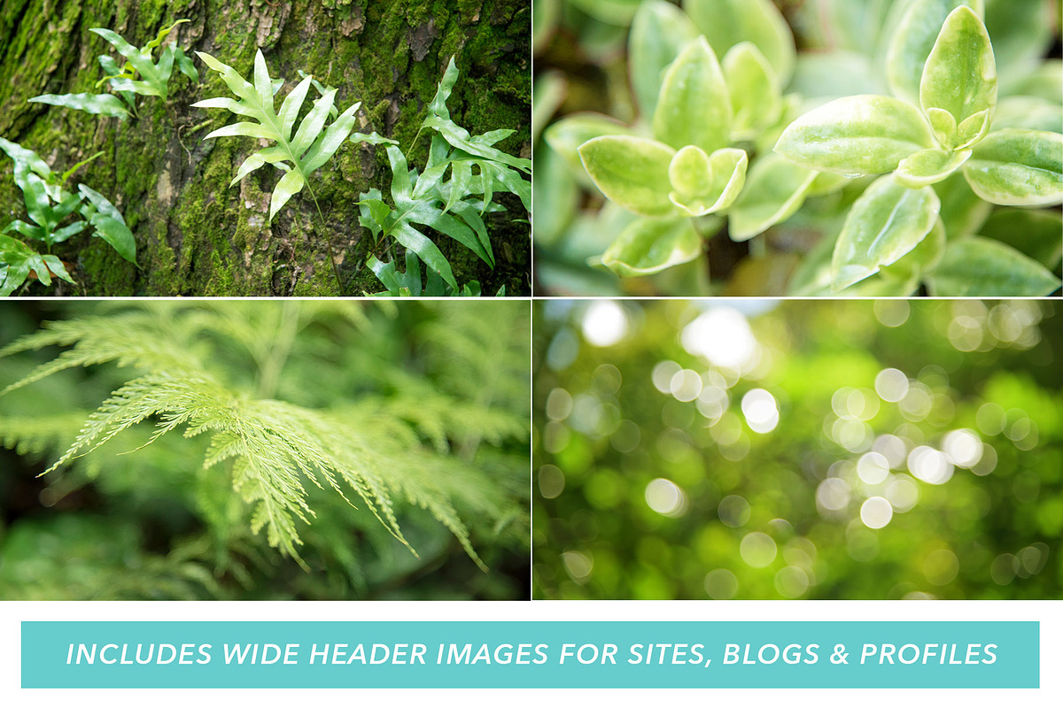 Forest Background Photo Bundle, a Nature Photo by kristiangallagher (Photo 3 of 5)