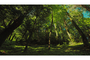 Movement Of Shadows On Ground. Green, a Graphic by Our Amazing World