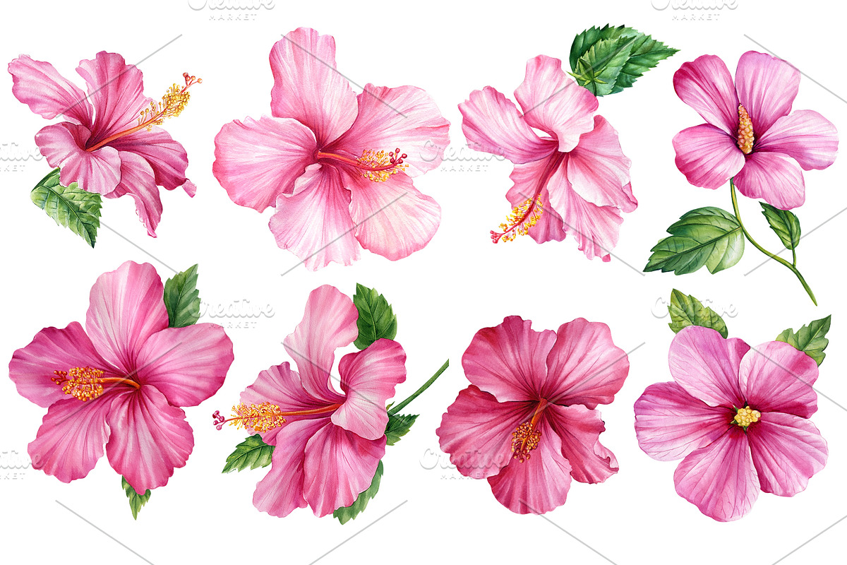 Watercolor tropical hibiscus flowers, an Object Illustration by Hanna Hryharenka (Photo 2 of 18)