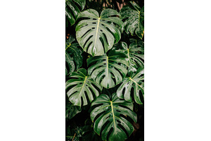 Lush monstera leaves with prominent, a Nature Photo by Lermont51