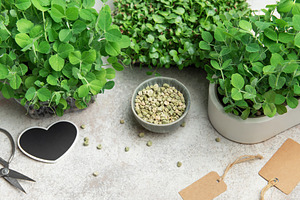 Gardener growing microgreens at home using seeds and pots, a Food & Drink Photo by Olena Rudo
