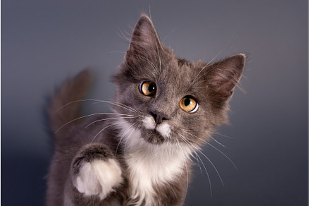 Cute Grey Kitten watching the camera, an Animal Photo by JeanBet