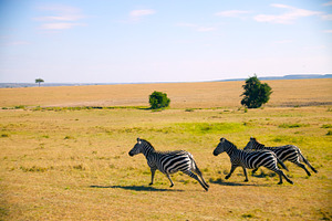 Three zebra running stock picture