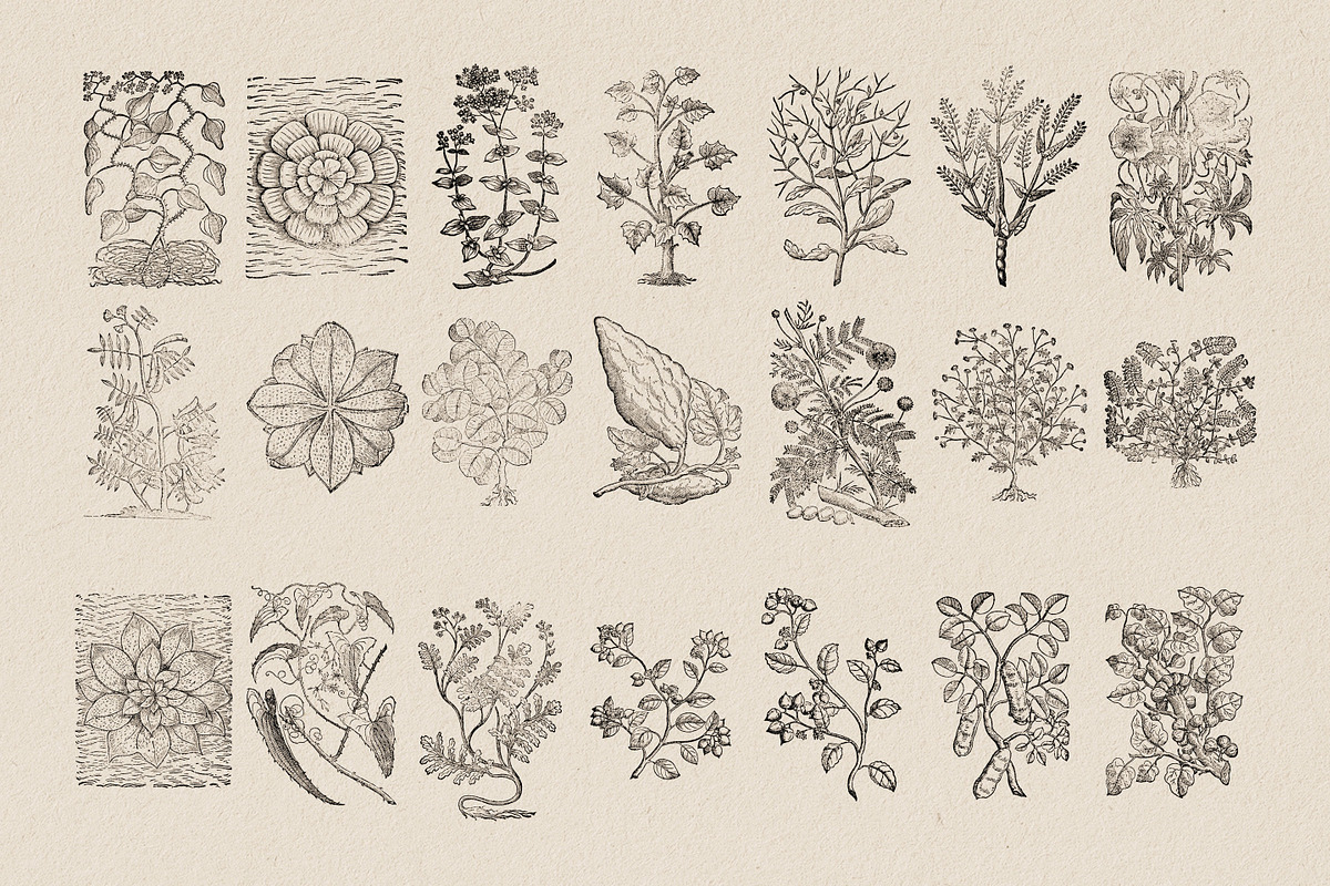 Botanical Illustrations Vol.3, an Illustration by Nomad Visuals