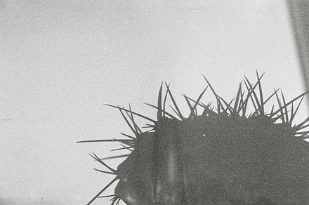 Spiny Euphorbia Silhouette preview 5