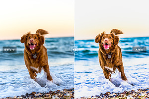 My Dog Lightroom Presets