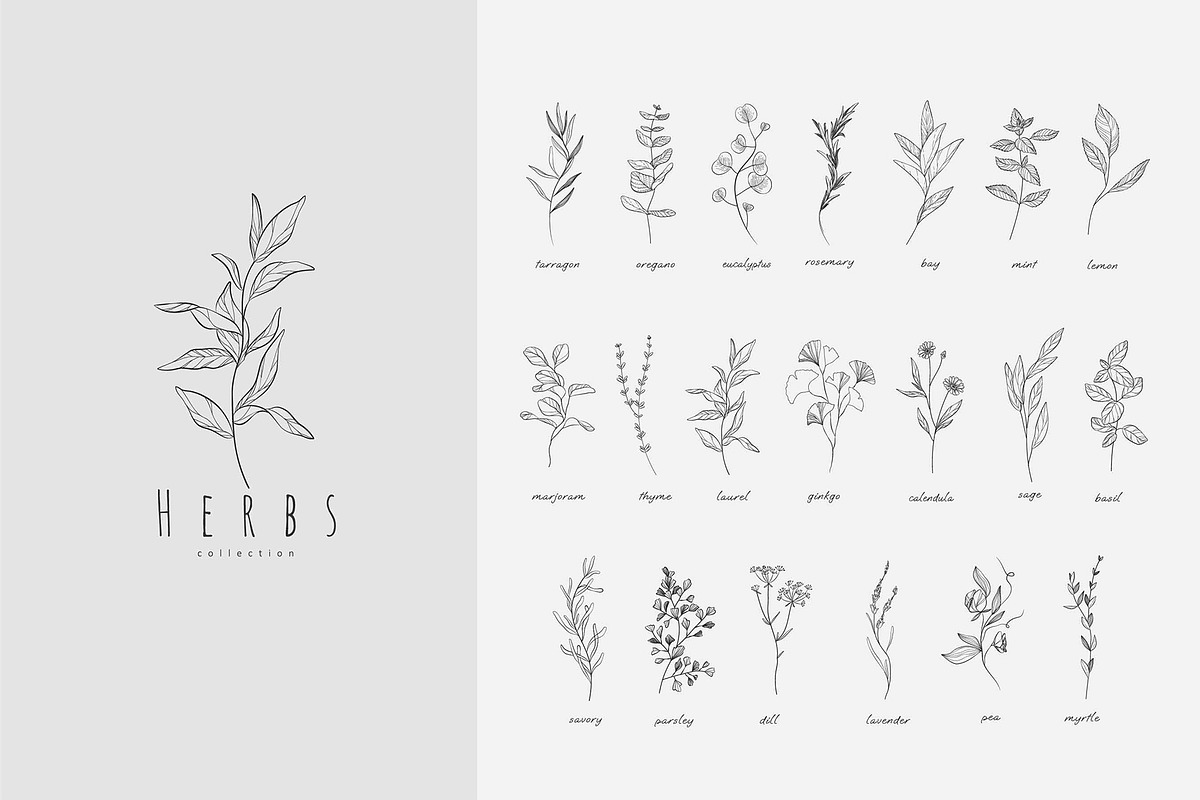 Spices. 30 Premade logos & branches, a Branding & Logo Template by Merfin (Photo 6 of 8)