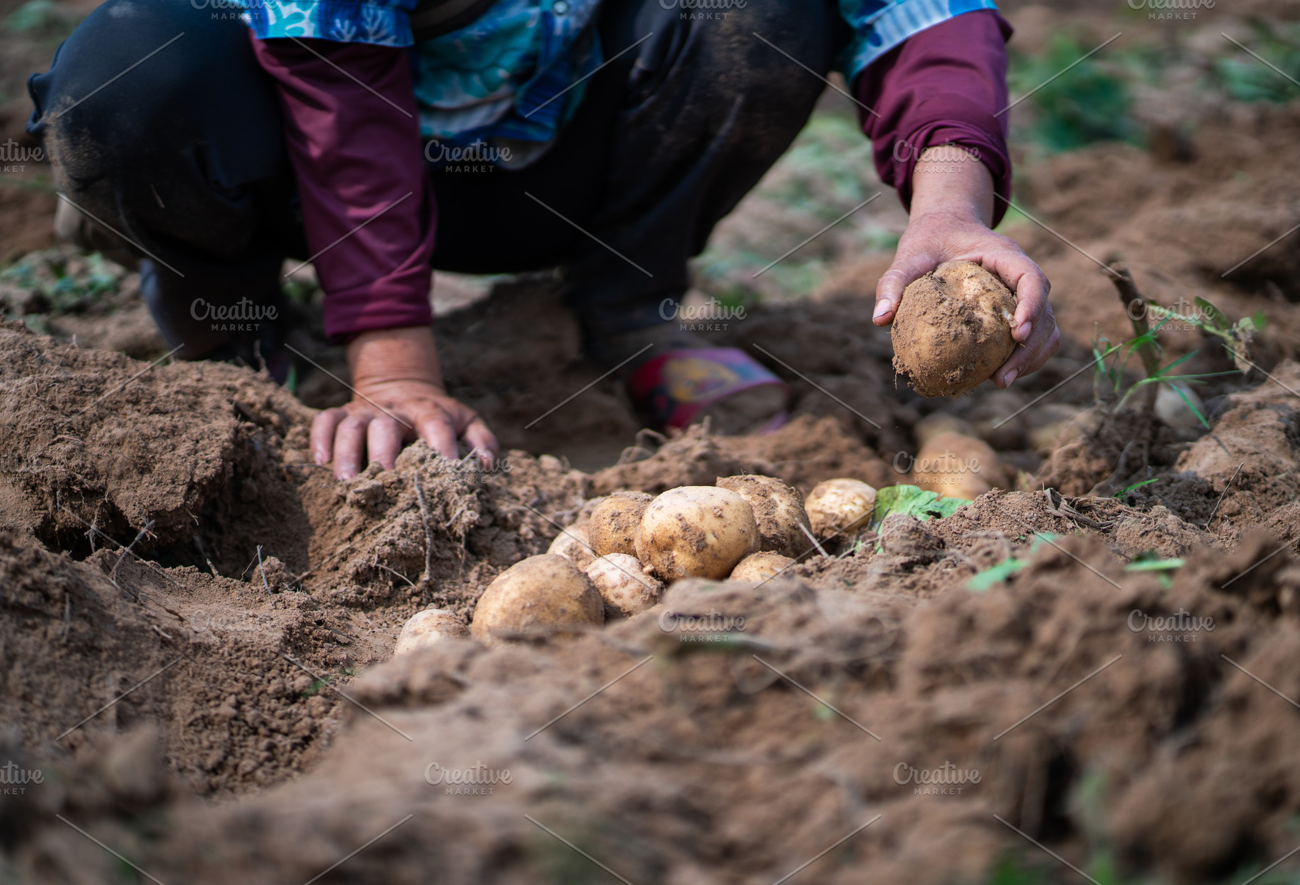 Potatoes in field., a Food & Drink Photo by Nednapa