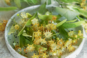 Linden flowers preparing for herbal tea infusion, a Food & Drink Photo by Olena Rudo