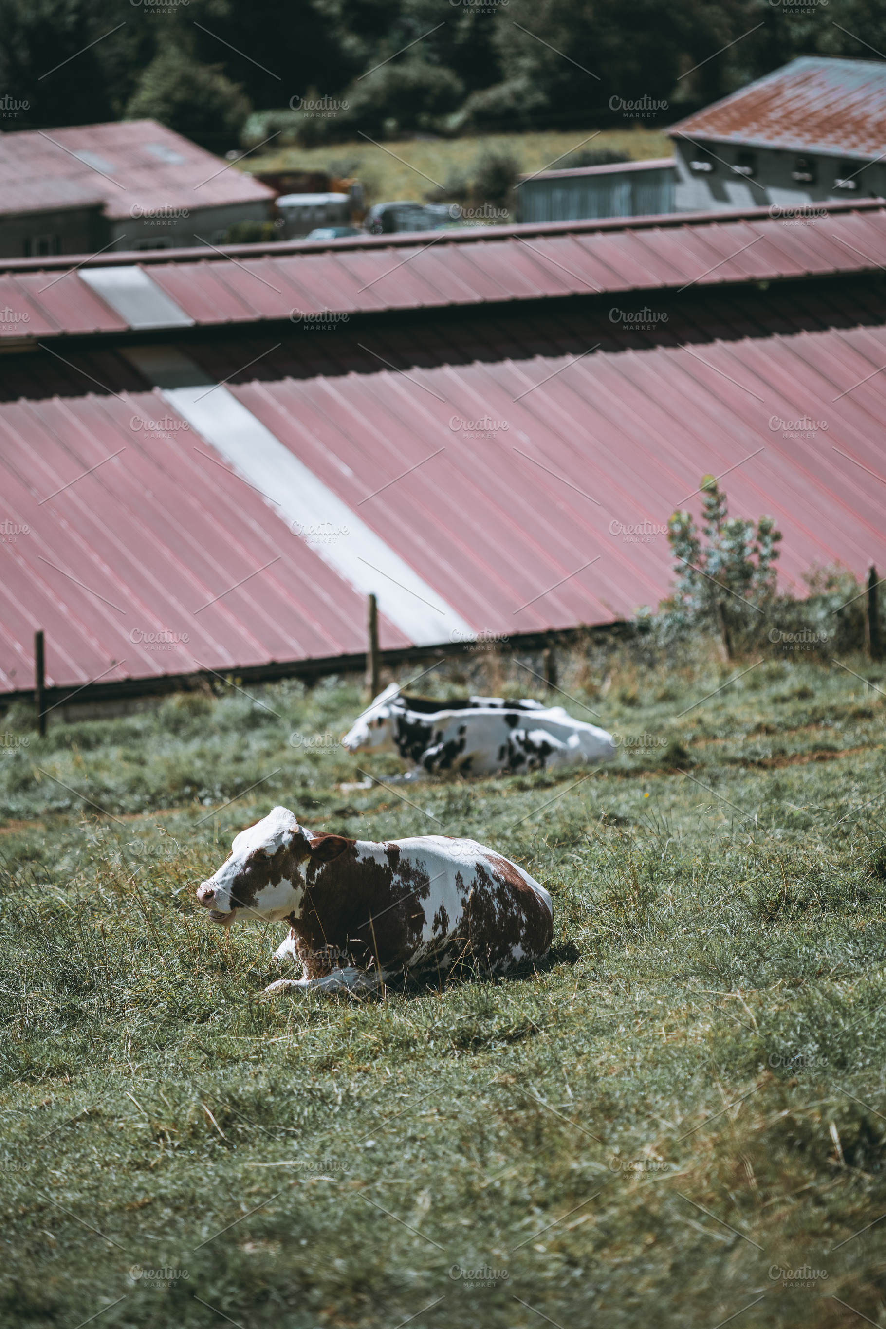 Resting Cow In Farm Meadow, an Animal Photo by SkyNext