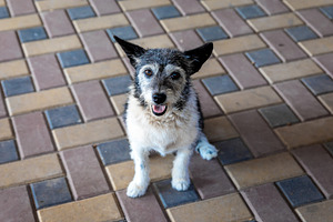 Happy Dog on Tiled Floor, an Animal Photo by Ales Munt