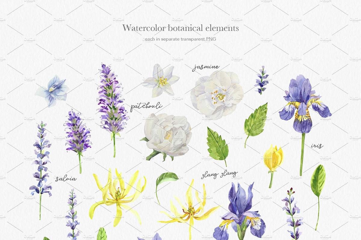 Essential Oils Botanical watercolor, a Healthcare Illustration by Volha Studio (Photo 3 of 11)