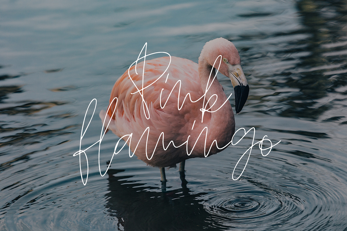 HAMILTON SIGNATURE font, a Handwritten Font by supfonts (Photo 8 of 9)