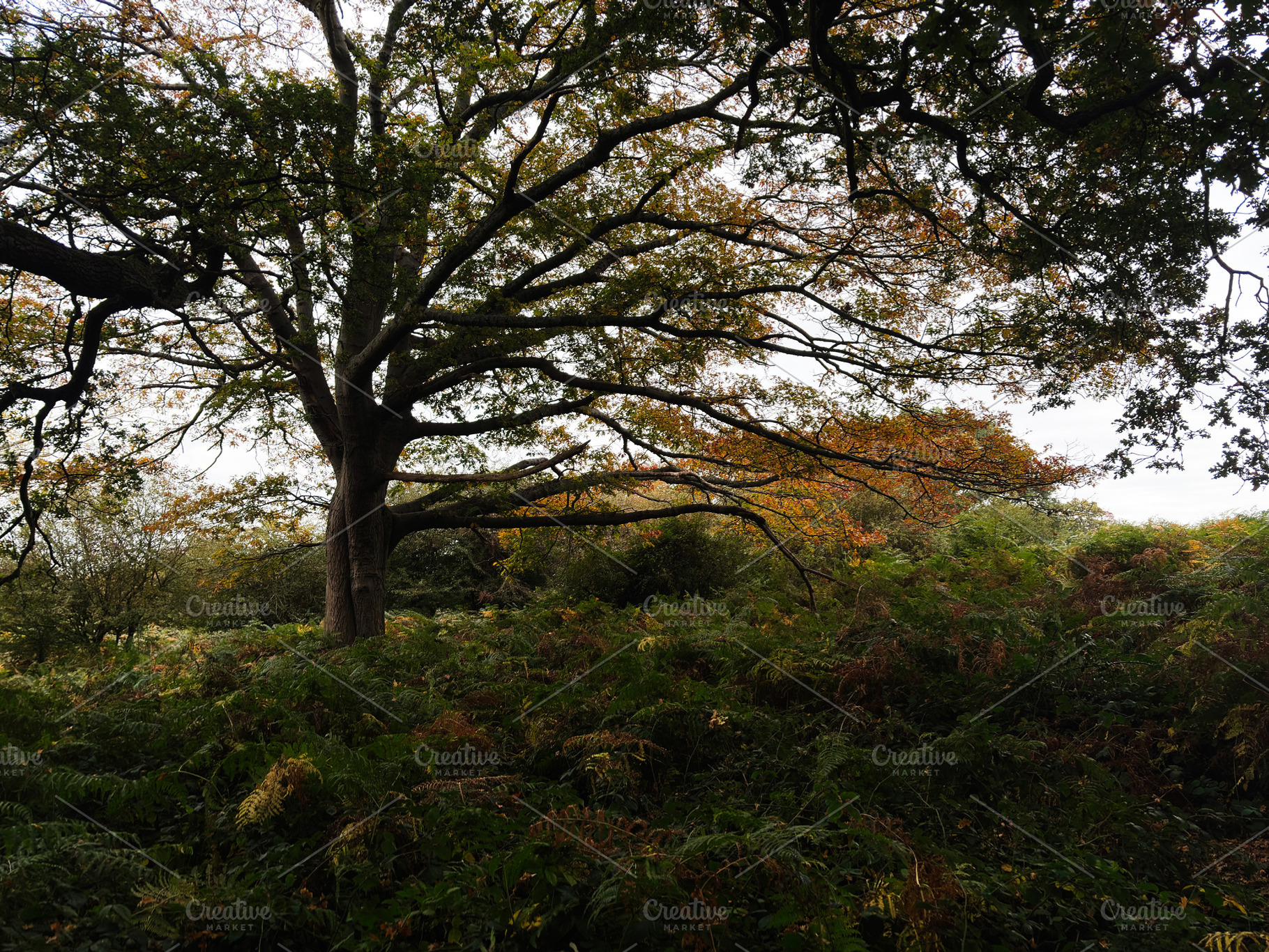Autumn tree in a London woodland with ferns and sprawling branches at dusk, a Nature Photo by AS photostudio