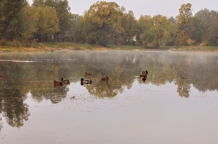 Landscape wild ducks swim over a forest lake against the backdro, a Nature Photo by TanaCh